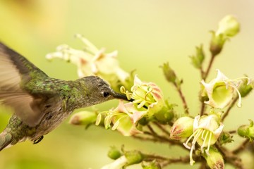 Green-and-white Hummingbird - Amazilia viridicauda, hovering next to flower, bird from Peru, beautiful hummingbird sucking nectar from blossom, wildlife scenery from nature