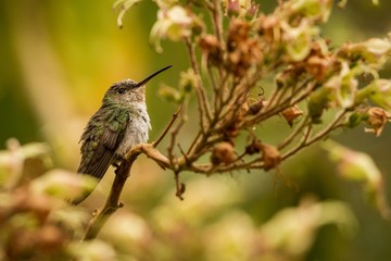 Green-and-white Hummingbird - Amazilia viridicauda, sitting on branch, bird from Peru, beautiful hummingbird sucking nectar from blossom, wildlife scenery from nature