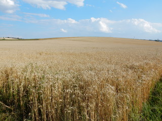 corn fields between Waldbrunn and Eisingen near Wurzburg, Franconia, Bavaria, Germany