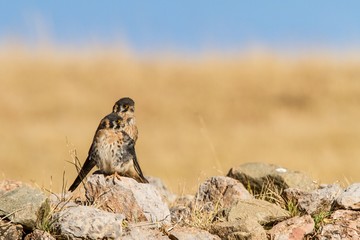 Pair of american kestrel - Falco sparverius - sitting on stones in plain near Cuzco, Peru, couple of birds resting after hunt, wildlife scene