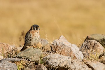 american kestrel - Falco sparverius - sitting on stones in plain near Cuzco, Peru, bird resting after hunt, wildlife scene