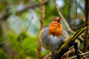 European Robin
