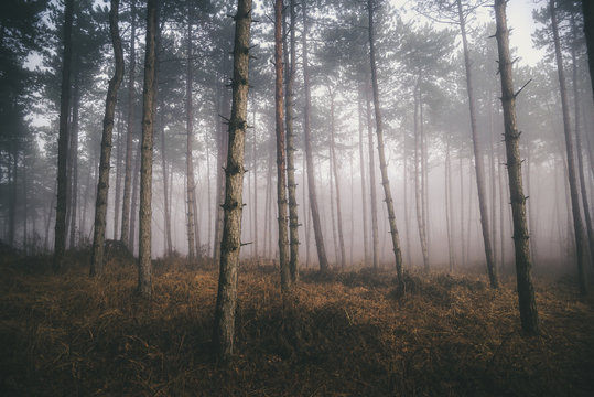 Morning fog in the deep dark forest, Hungary © markborbely
