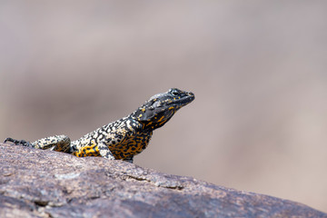 Rock Agama Lizard