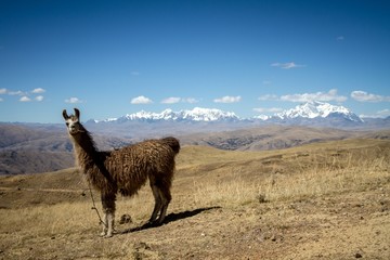 Llamas (Alpaca) in Andes Mountains, Amazing view in spectacular mountains, Cordillera, Peru, Alpacas in natural place, in the peruvian andes