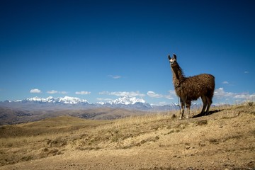 Llamas (Alpaca) in Andes Mountains, Amazing view in spectacular mountains, Cordillera, Peru, Alpacas in natural place, in the peruvian andes