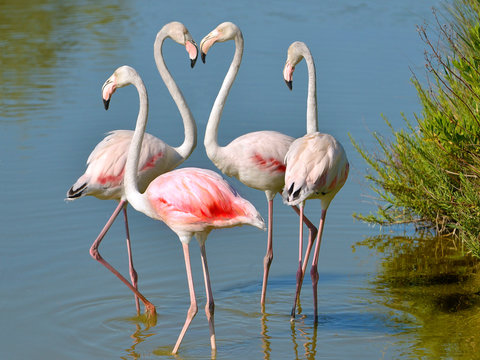 Fototapeta Four flamingos (Phoenicopterus ruber) in water, two flamingos form a heart with their necks, in the Camargue is a natural region located south of Arles in France