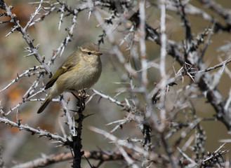 Greenish warbler