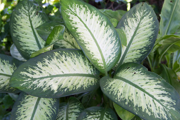 Green Dieffenbachia Leaf