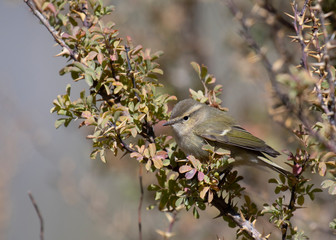 Greenish warbler