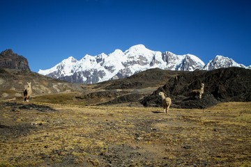 Llamas (Alpaca) in Andes Mountains, Amazing view in spectacular mountains, Cordillera, Peru, Alpacas in natural place, in the peruvian andes