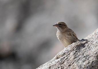 Rock Sparrow (Petronia petronia)