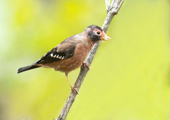 Spectacled finch (Callacanthis burtoni)