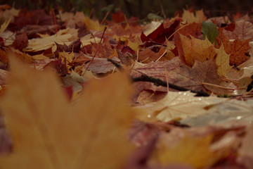 colorful fallen autumn leaves on the ground