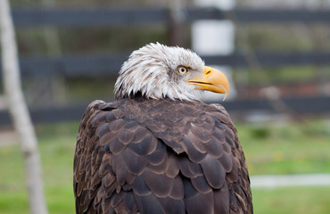 retrato de perfil de ave rapaz 