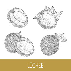 Lichee. Fruit. Slice, whole. Sketch. Set.