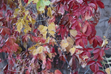 autumn leaves on the ground