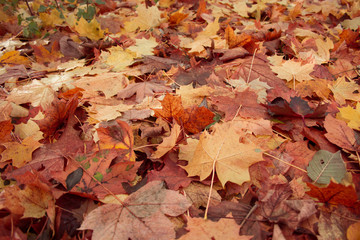 colorful fallen autumn leaves on the ground