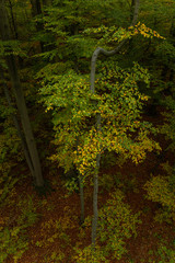 Fototapeta na wymiar beautiful colorful autumn leaves in forest