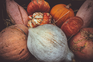 Various beautiful squashes in fall