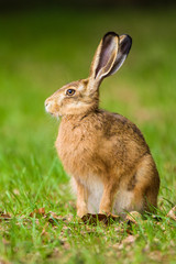 Naklejka na ściany i meble European Brown hare in meadow