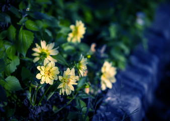 Cosmos flowers. Color toned. Selective focus with shallow depth of field.