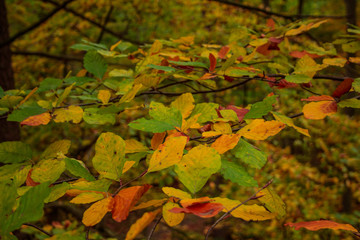 beautiful colorful autumn leaves in forest