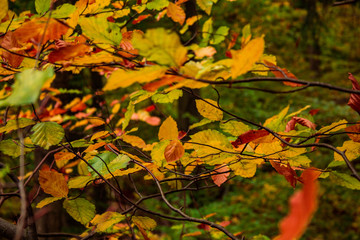 beautiful colorful autumn leaves in forest