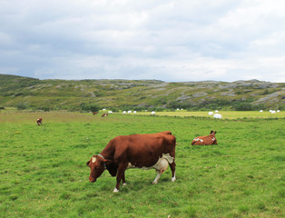Cow grazing on a green meadow in Norway.