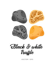 Black and white truffle mushroom, cut sliced, vector editable illustration. Flat simple style, gourmet food.