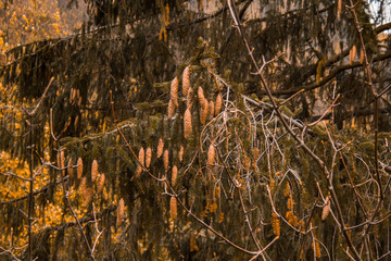 beautiful colorful autumn leaves in forest