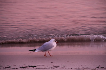 Möwe spaziert im Morgenrot