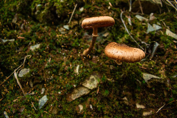 Mushrooms in the forest of Harz Mountains National Park, Germany