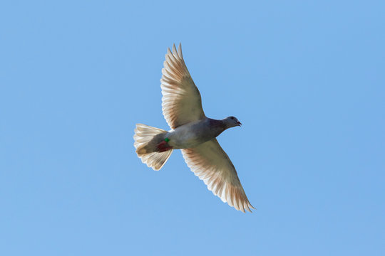 flying speed racing pigeon flying against clear blue sky