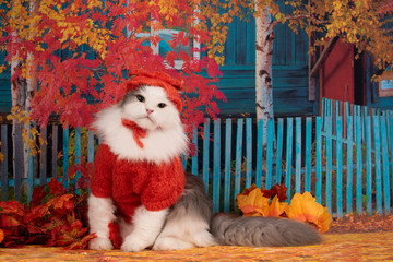cat in a sweater and hat walks in the autumn afternoon
