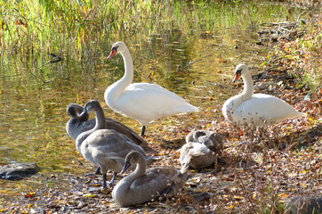 Family of beautiful white swans relaxing by the lake with young grey cygnets between reed plants