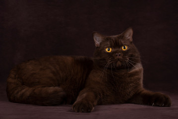 british cat on a chocolate background