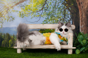 cat resting under a tree on a summer day