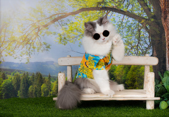 cat resting under a tree on a summer day