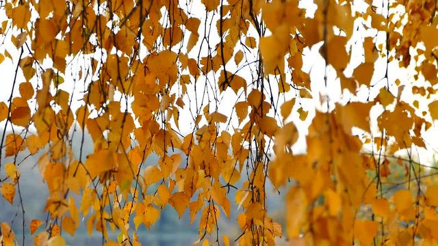 Autumn. Yellow leaves on tree branches. The wind flutters a birch on the water of a lake. Beautiful autumn landscape.