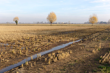 Fototapeta na wymiar standalone trees in an autumn field