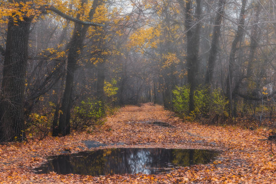 Mysterious forest at the evening after rain. Picturesque autumn landscape.