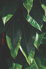 Tropical leaves texture background, dark green.