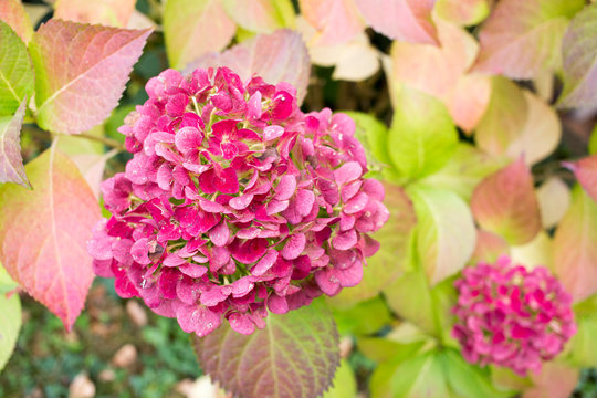 Hortensia plant at autumn (white colored flowers turn pink) © полина шестакова