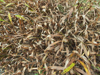 枯れたシランの葉