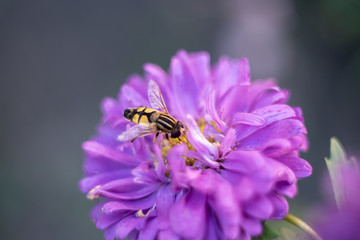 bee on flower