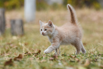 Curious little kitten play in the grass. Adorable yellow kitten posing outdoors in autumn