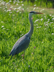 Gray Heron (Ardea cinera)