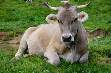 Naklejka na ściany i meble cow in field