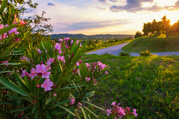 Beautiful southern evening with bright blooming flowers and vineyards